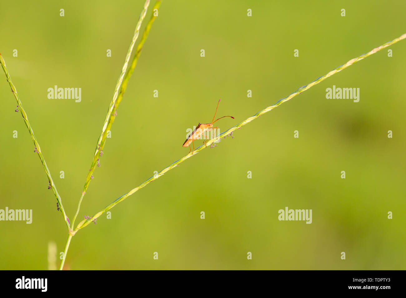 Insetti Foto Stock
