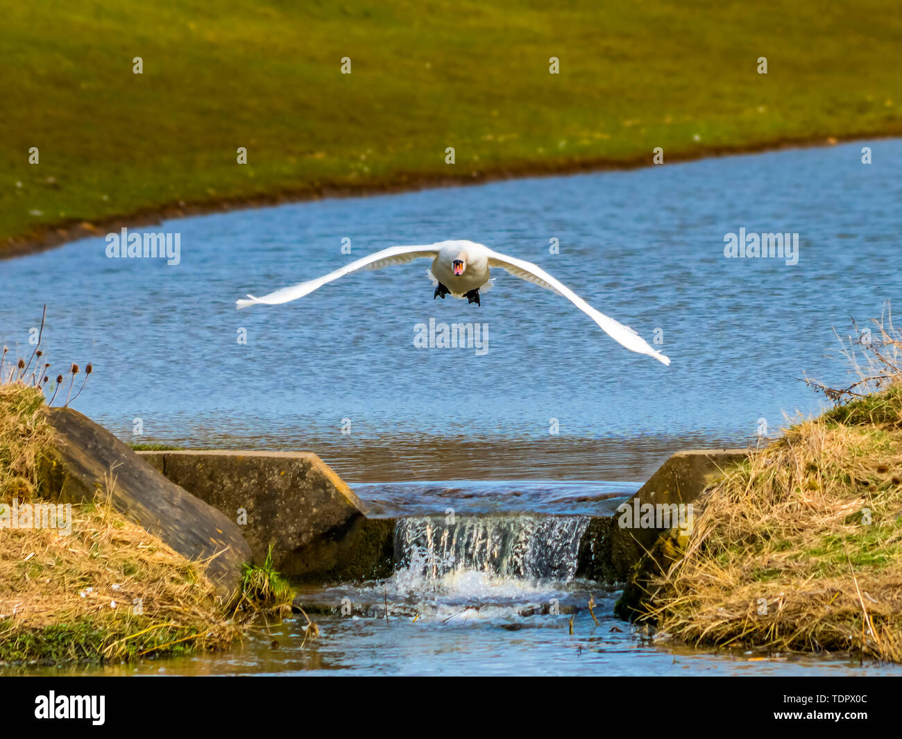 White Bird volando verso la fotocamera con la bocca aperta; Penshaw, Tyne and Wear, Inghilterra Foto Stock