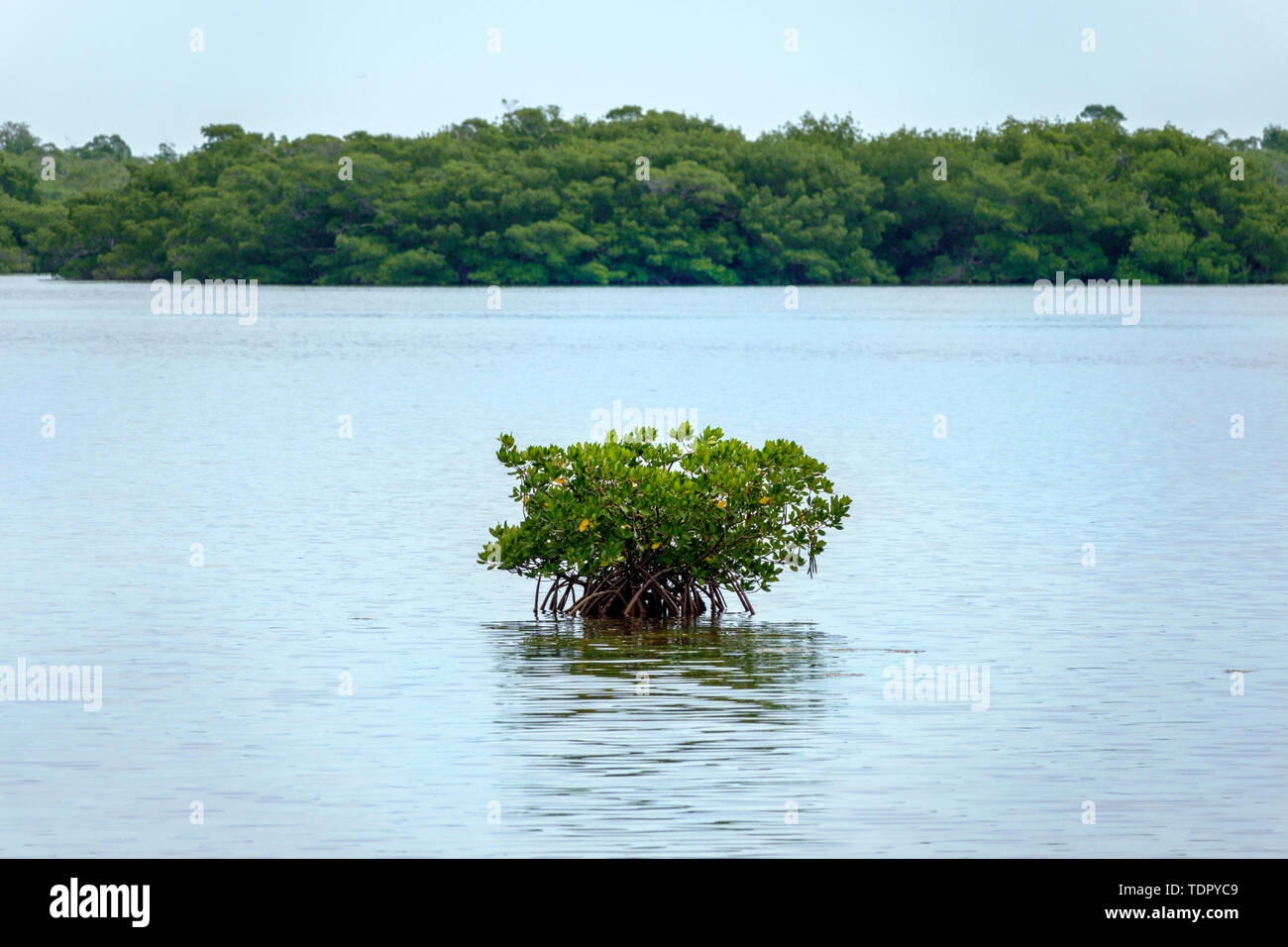 Sanibel Island Florida, J.N. Ding Darling National Wildlife Refuge, al Conservation Education, Wildlife Drive Trail, Red mangrove Island, radici aeree Foto Stock
