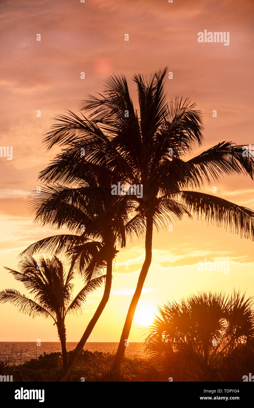 Captiva Island Florida, Golfo del Messico, tramonto, palme, palmetto, cielo color ambra, FL190507115 Foto Stock