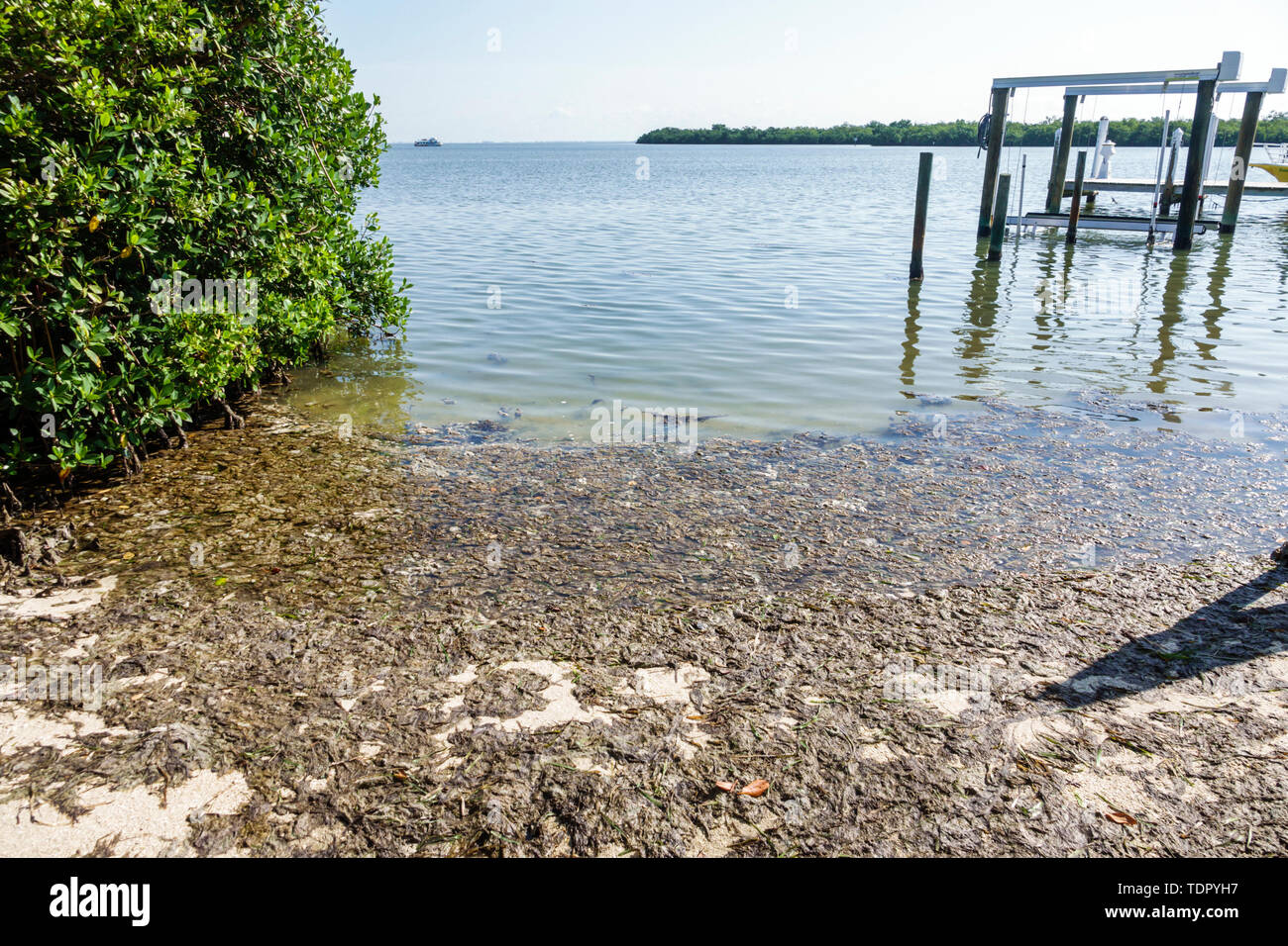 Sanibel Island Florida, Roosevelt Channel Pine Island Sound, foglie di mangrovie detriti, visitatori viaggio viaggio turismo turistico punto di riferimento culto Foto Stock