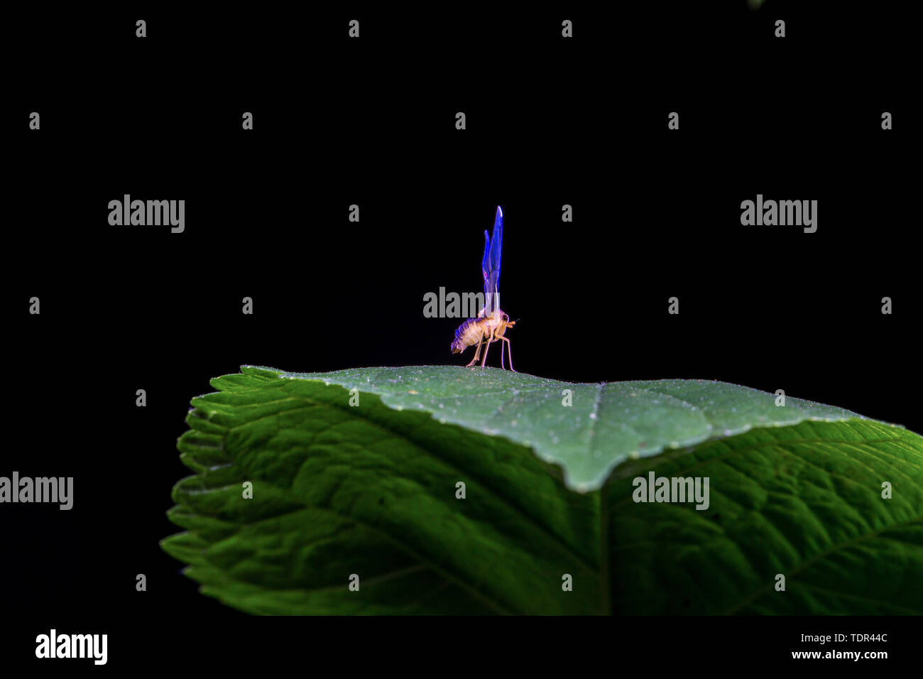 Maglia a manica lunga cicala di cera Foto Stock