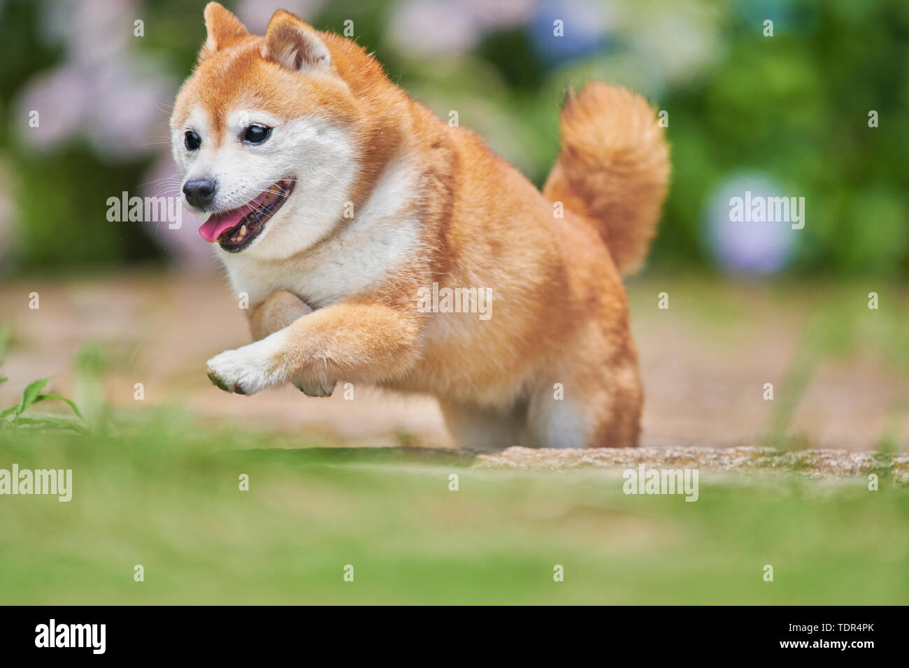 Shiba Inu cane in un parco della città Foto Stock