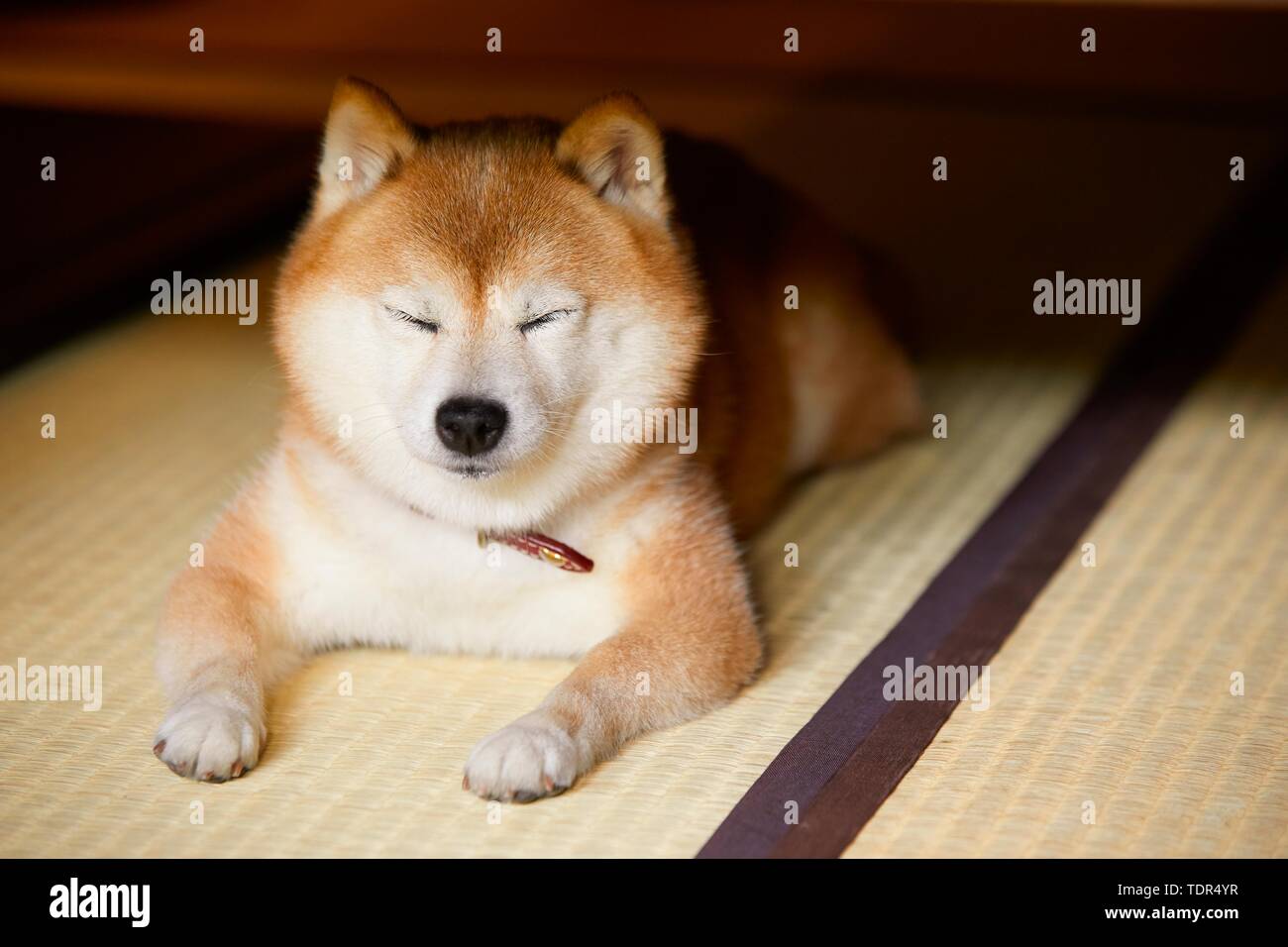 Giapponese Shiba Inu cane Foto Stock