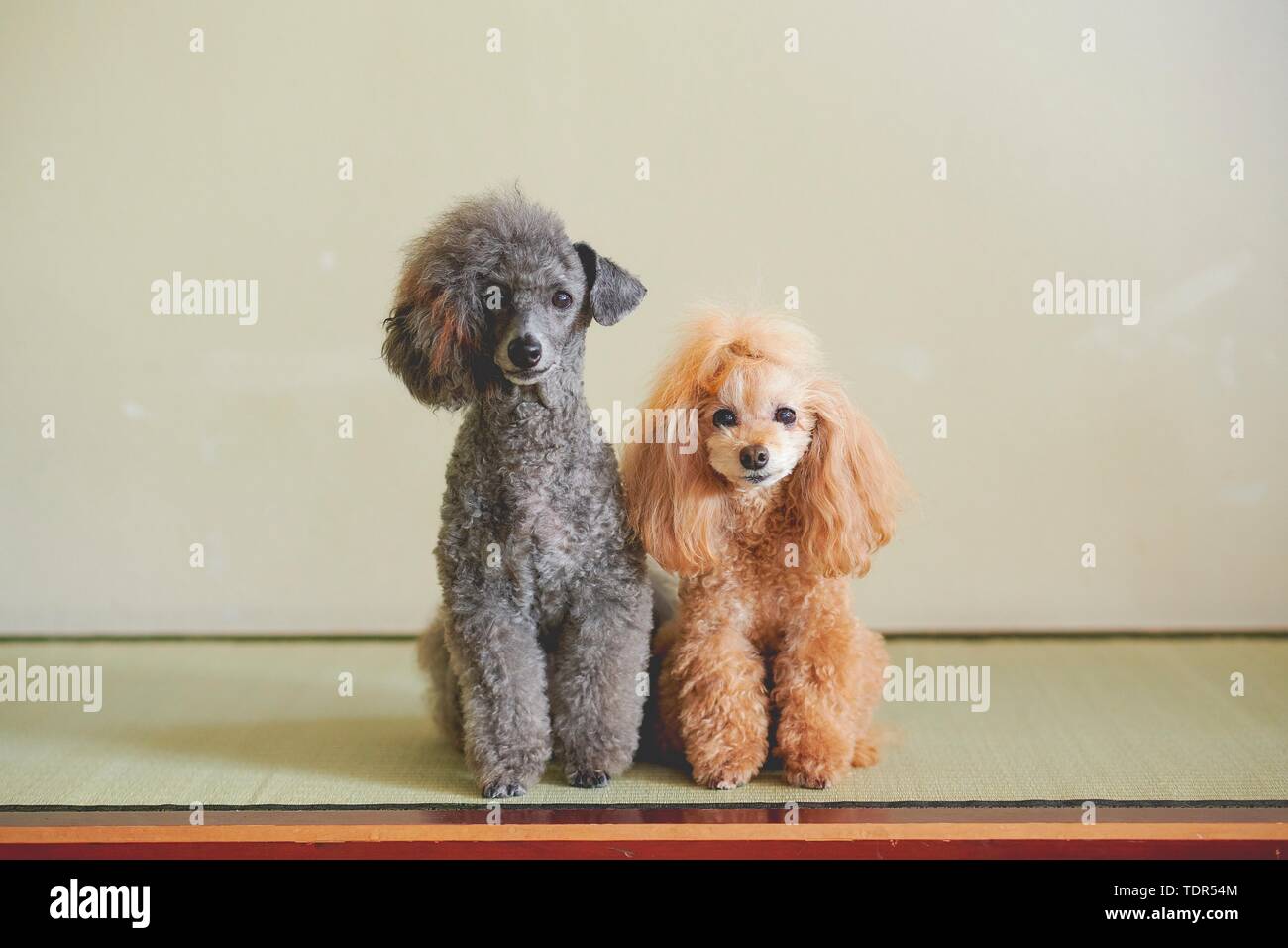 Cani al tradizionale giapponese del hotel Foto Stock