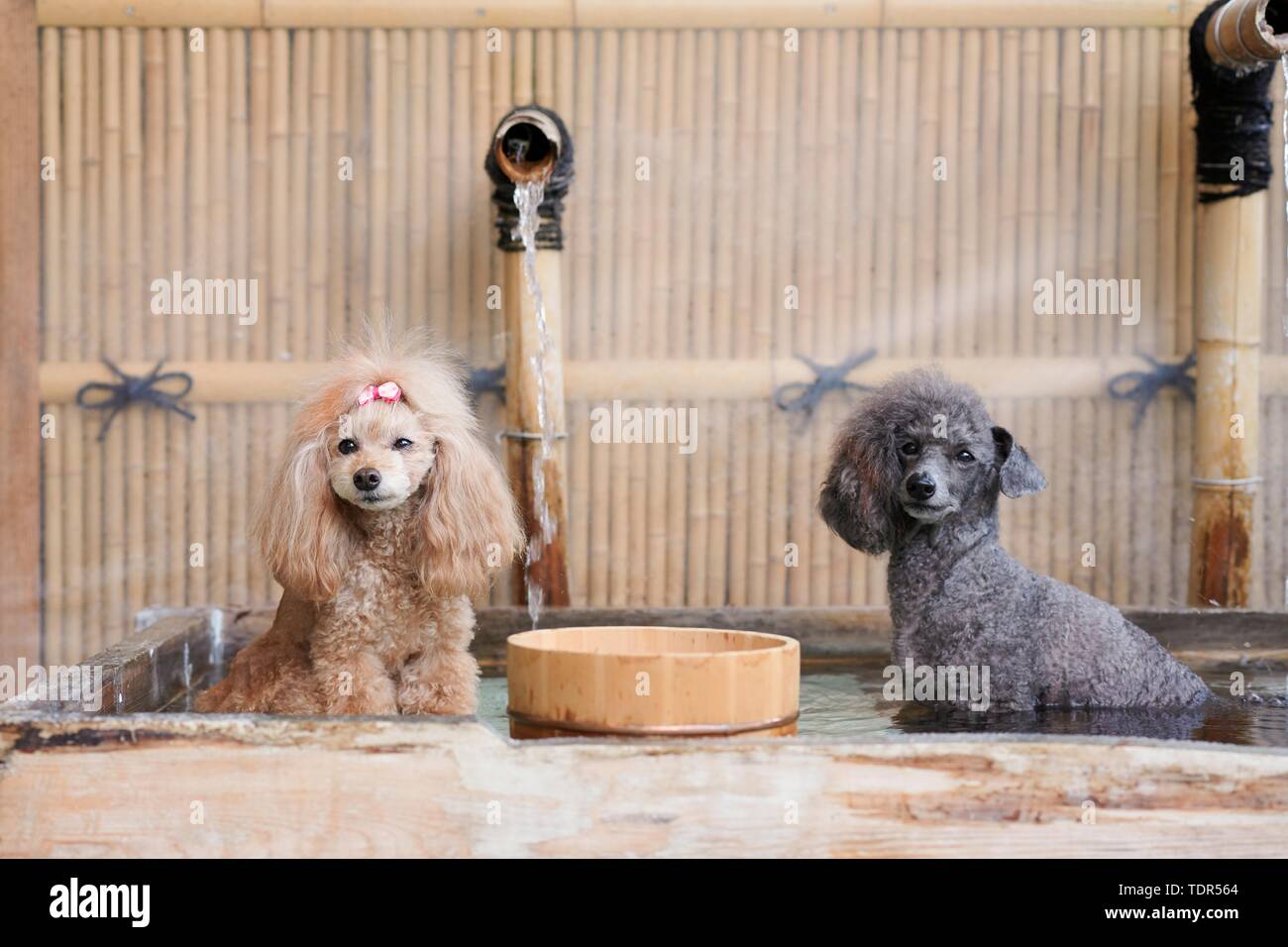 Cani al tradizionale giapponese del hotel Foto Stock