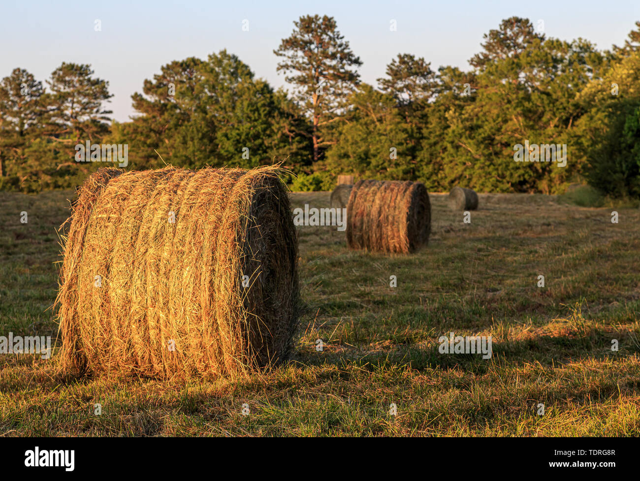 Rotoli di fieno in un fresco raccolte campo nel tardo pomeriggio una luce calda Foto Stock