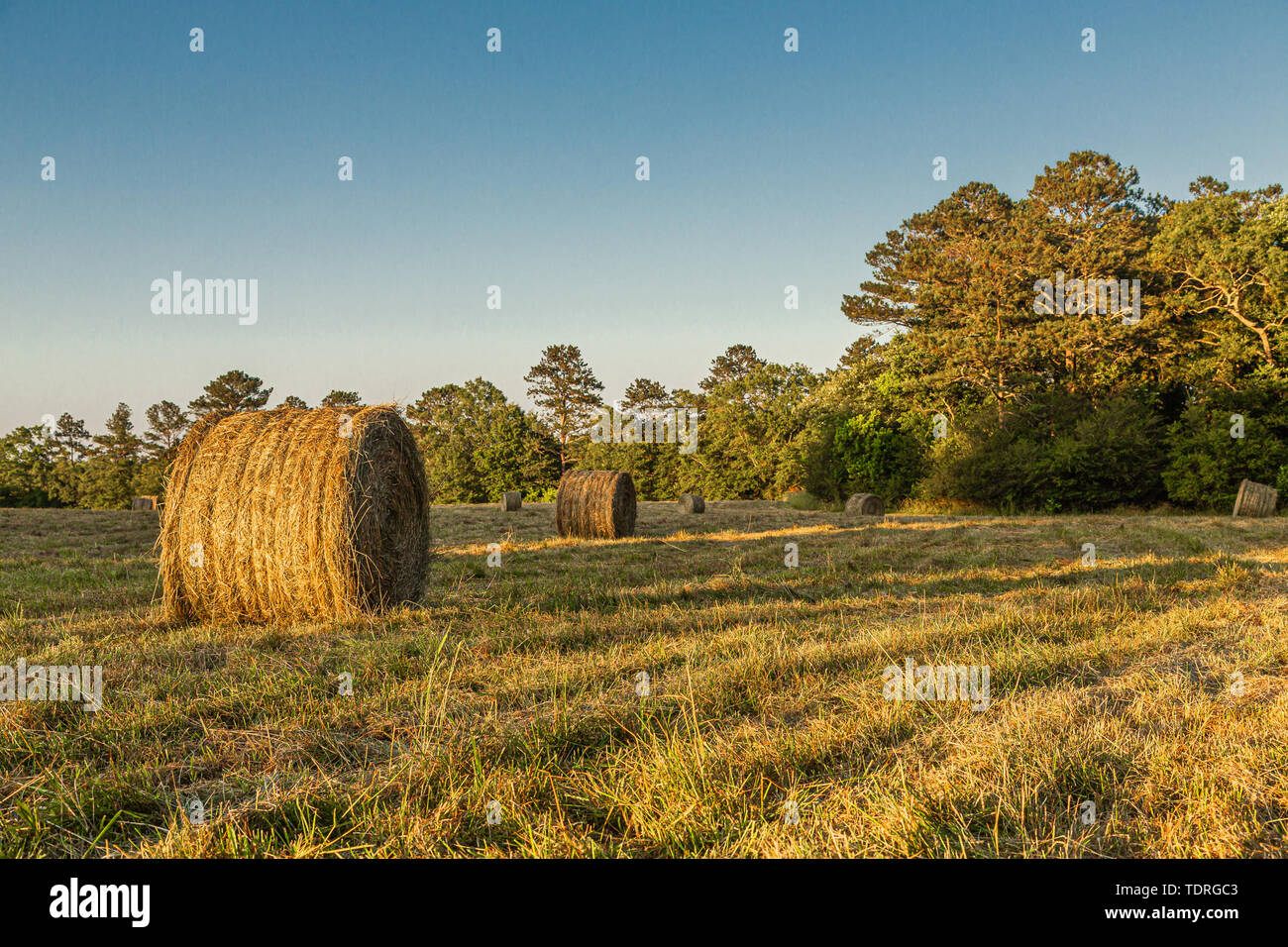 Rotoli di fieno in un fresco raccolte campo nel tardo pomeriggio una luce calda Foto Stock