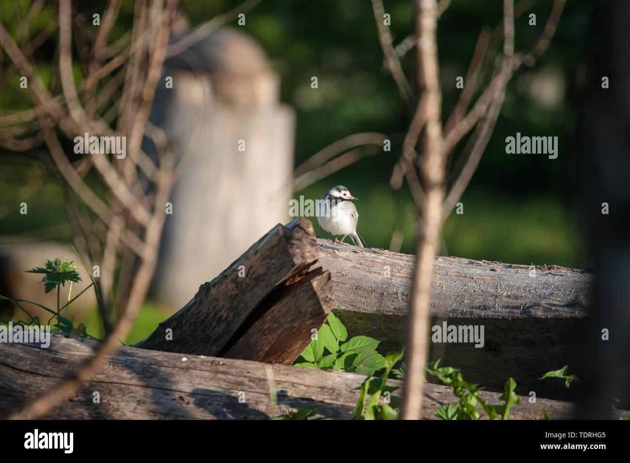 Uccellino su una trave di legno nel pomeriggio Foto Stock