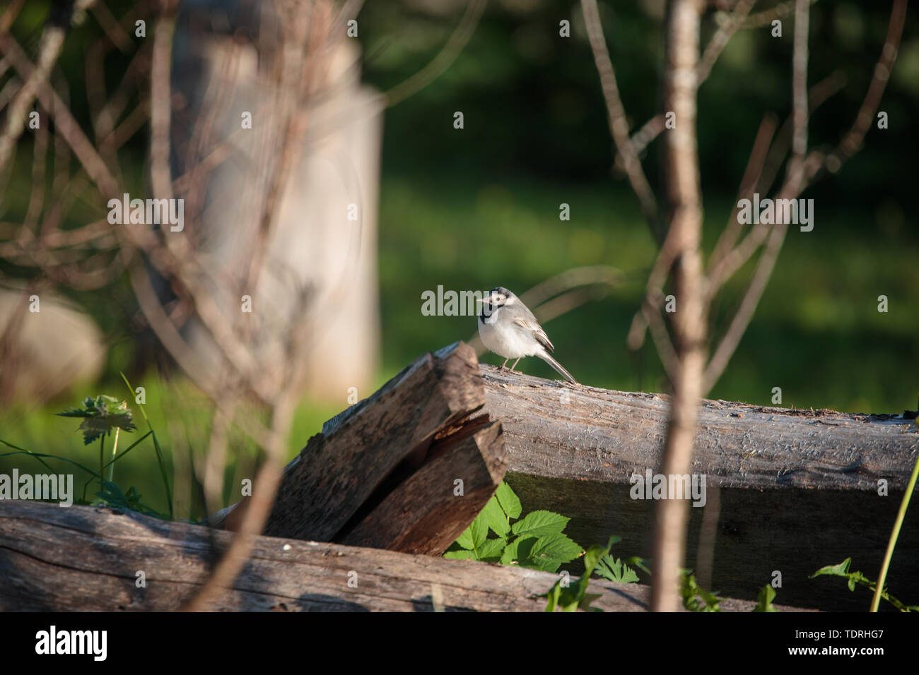 Uccellino su una trave di legno nel pomeriggio Foto Stock