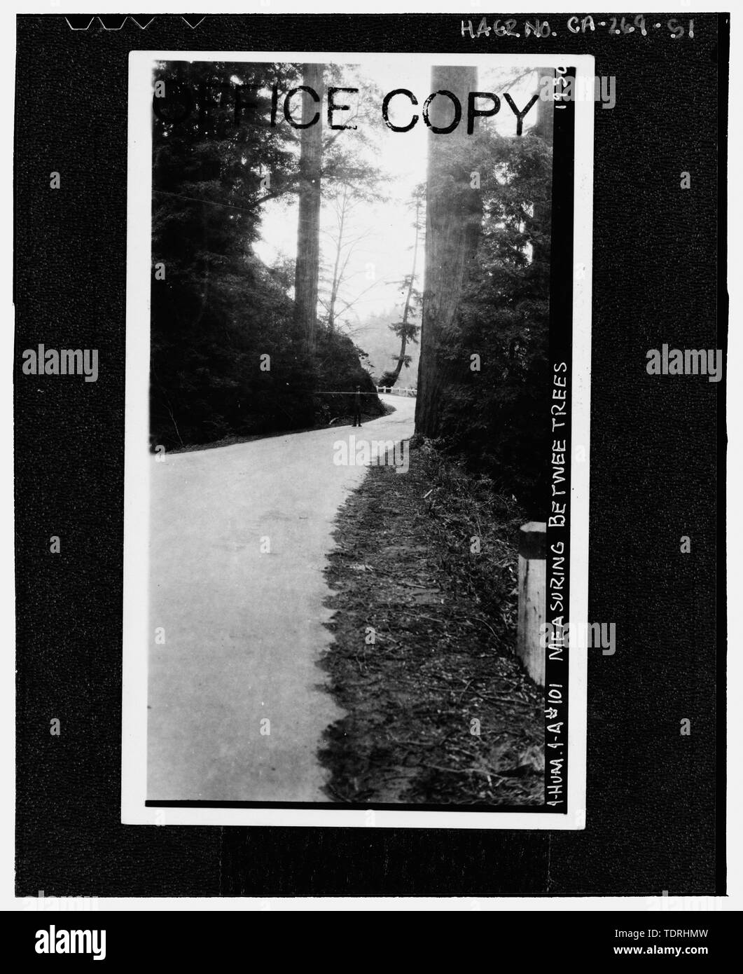 Fotografo sconosciuto 1930 HUMBOLDT COUNTY, sezione A, HIGHWAY 1. 1-HUM-1-A -101, misurando tra alberi, 1930. Stampigliato copia di Office. - Redwood National e parchi statali strade, costa della California da Crescent City a Trinidad, Crescent City, Del Norte County, CA Foto Stock