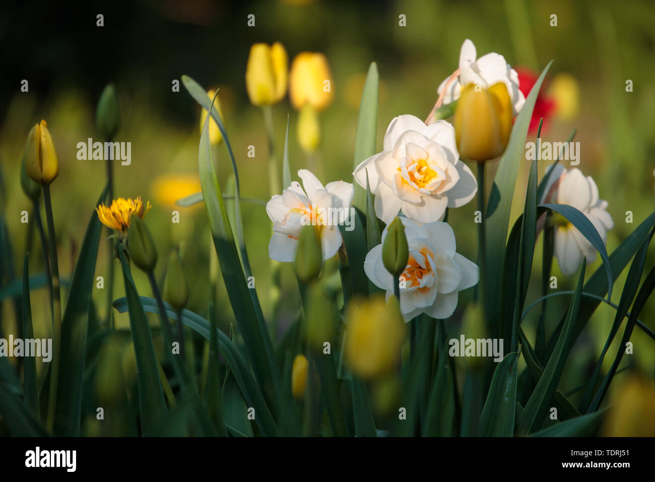 Foto di daffodils bianco durante il giorno in estate Foto Stock
