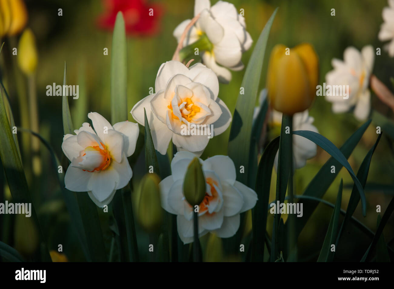 Foto di daffodils bianco durante il giorno in estate Foto Stock