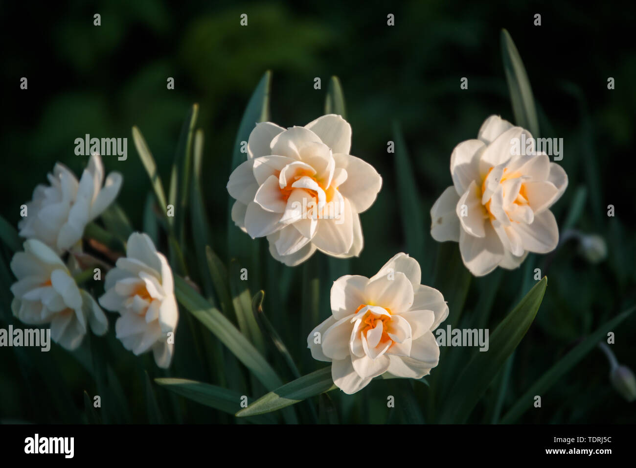 Foto di daffodils bianco durante il giorno in estate Foto Stock