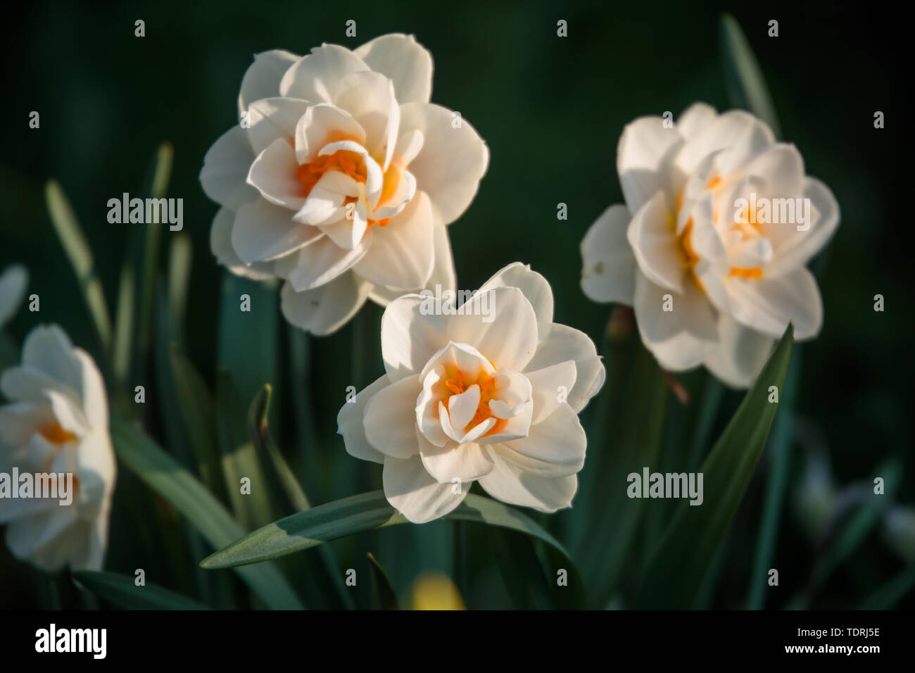 Foto di daffodils bianco durante il giorno in estate Foto Stock