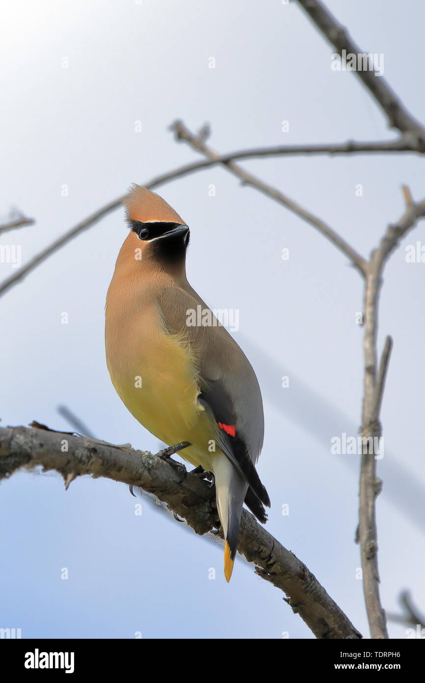 Il Cedar waxwing appollaiato sul ramo guardando indietro Foto Stock