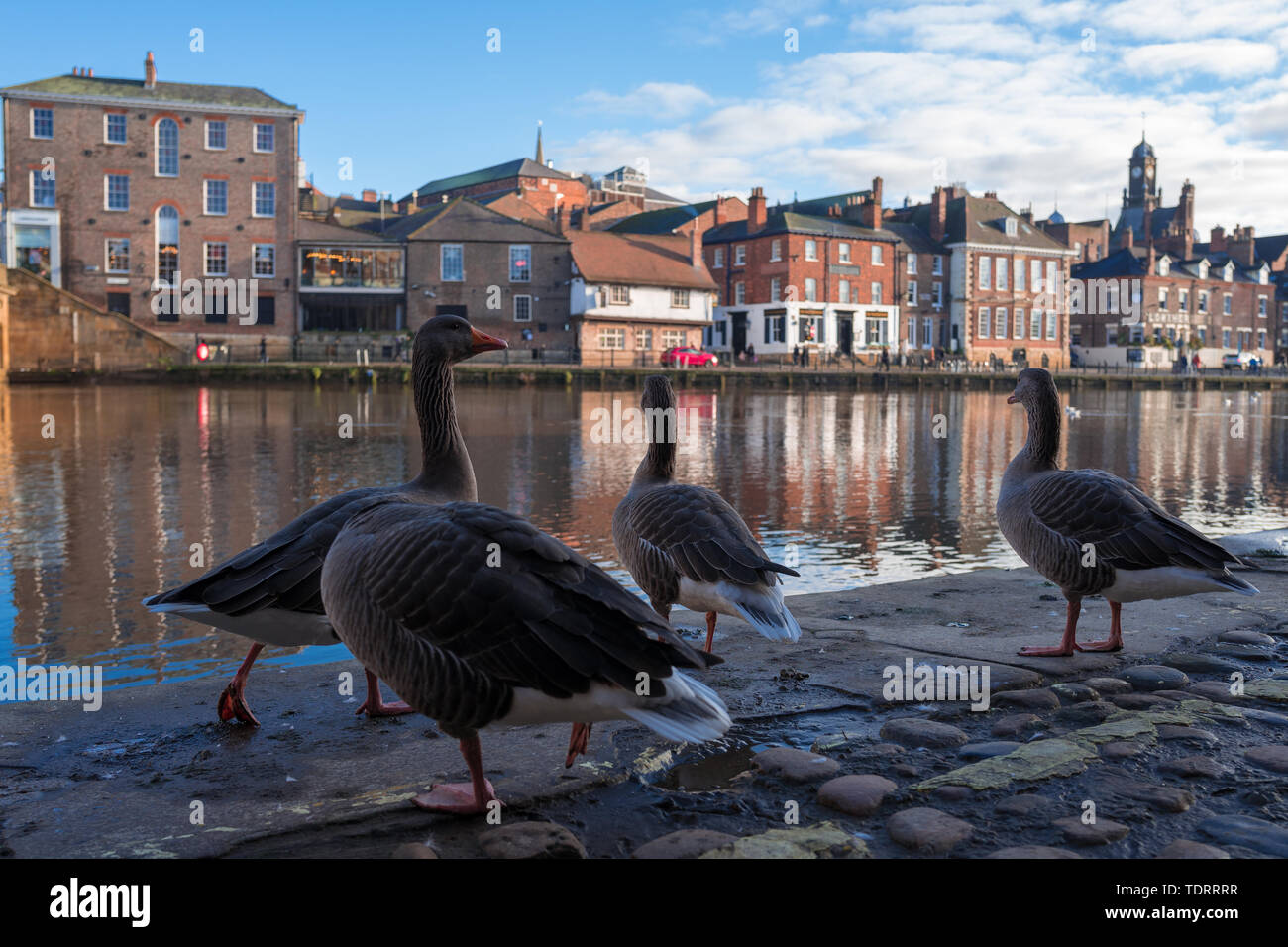 Ci sono molte anatre sulle rive del fiume Yorkus in Inghilterra. Foto Stock