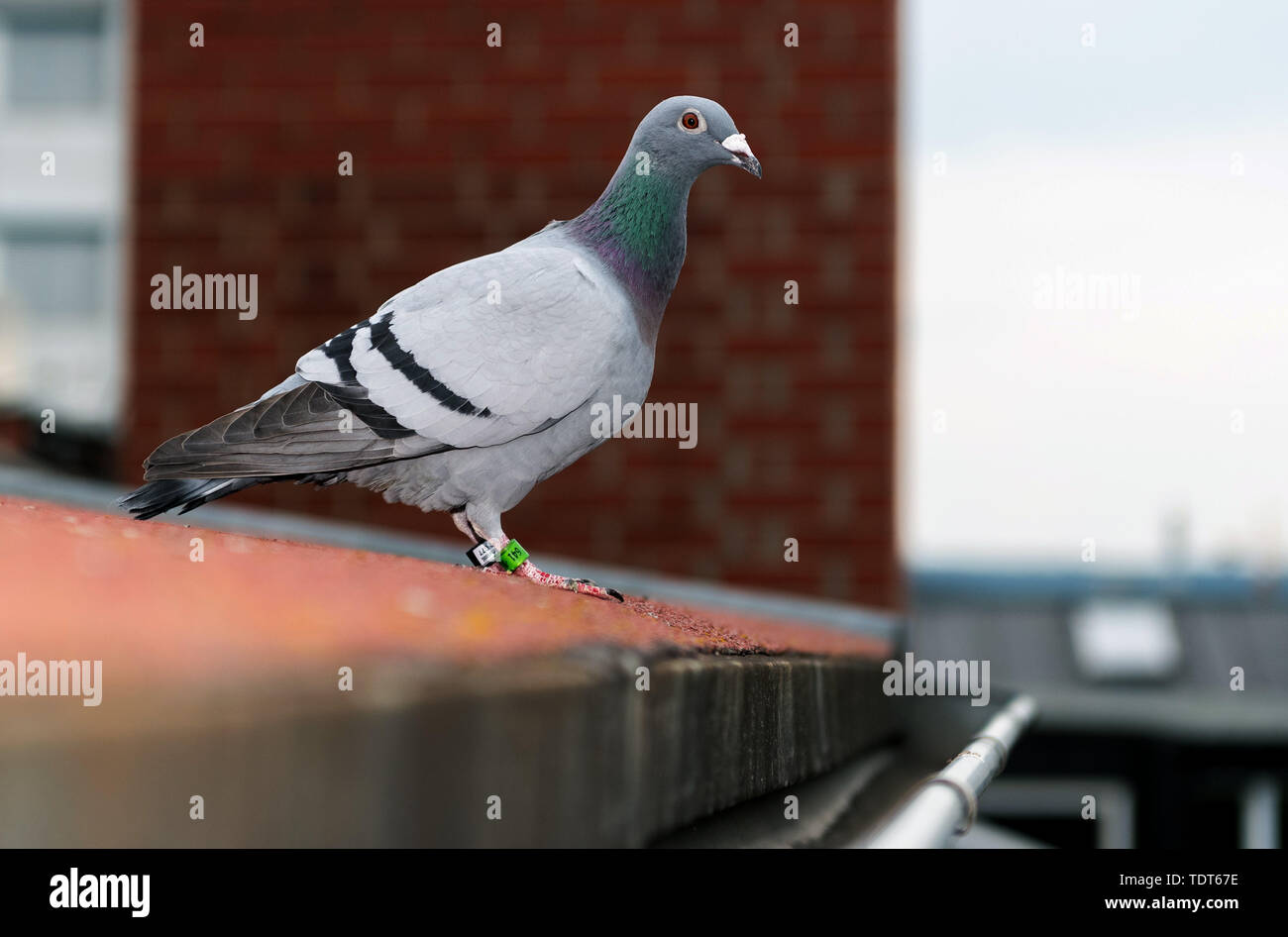 Dresden, Germania. Decimo Giugno, 2019. Un carrier pigeon dalla Polonia si siede sul tetto di un edificio residenziale. Credito: Robert Michael/dpa-Zentralbild/ZB/dpa/Alamy Live News Foto Stock