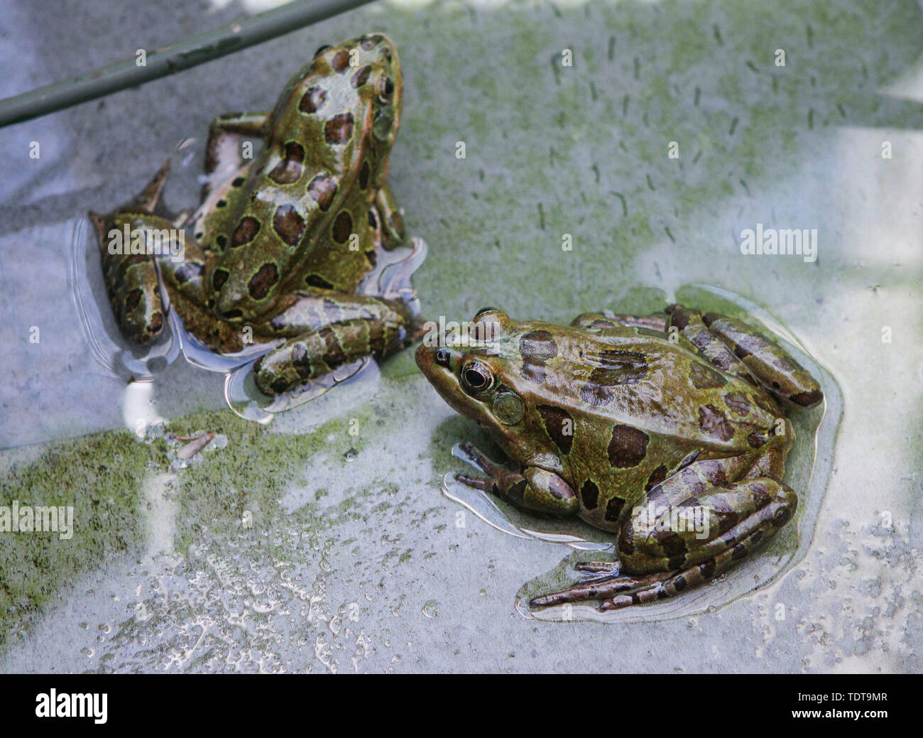 Vancouver, Canada. Il 18 giugno, 2019. In via di estinzione Northern leopard rane sono visto in un allevamento serbatoio all'interno del laboratorio presso la Vancouver Aquarium di Vancouver, Canada, 18 giugno 2019. Oltre mille Northern leopard frog girini sollevate dai biologi a Vancouver Aquarium sono preparati per essere rilasciato per la natura nel tentativo di incrementare la popolazione selvatica del nord della rana di leopard. Credito: Liang Sen/Xinhua/Alamy Live News Foto Stock