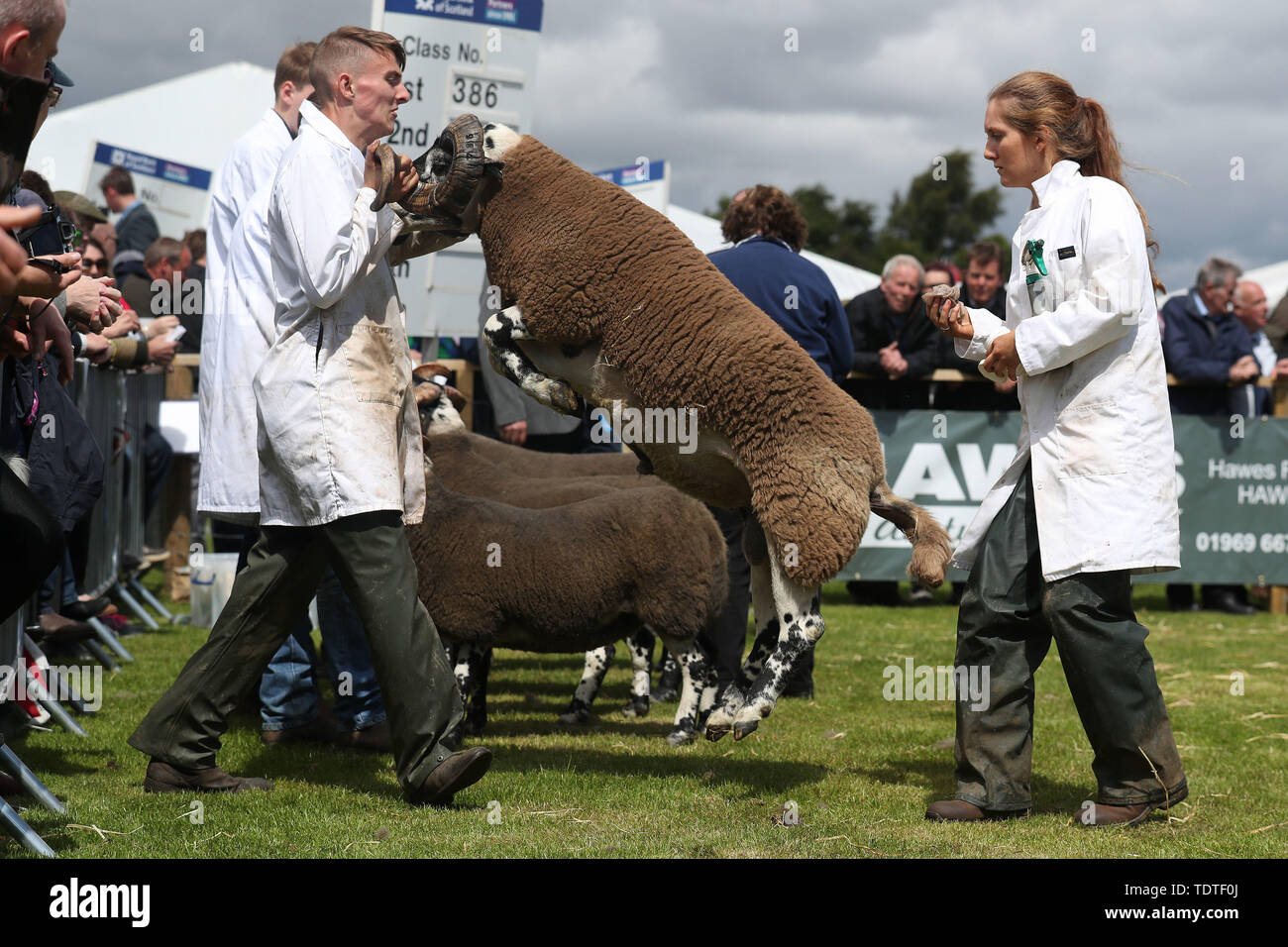 Blackface pecore durante giudicare al Royal Highland Show che si terrà a Ingliston a Edimburgo. Foto Stock