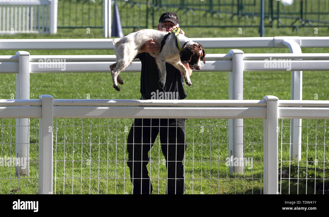 Un poliziotto si abbassa il suo cane poliziotto sul lato opposto della recinzione davanti a giorno tre del Royal Ascot a Ascot Racecourse. Foto Stock