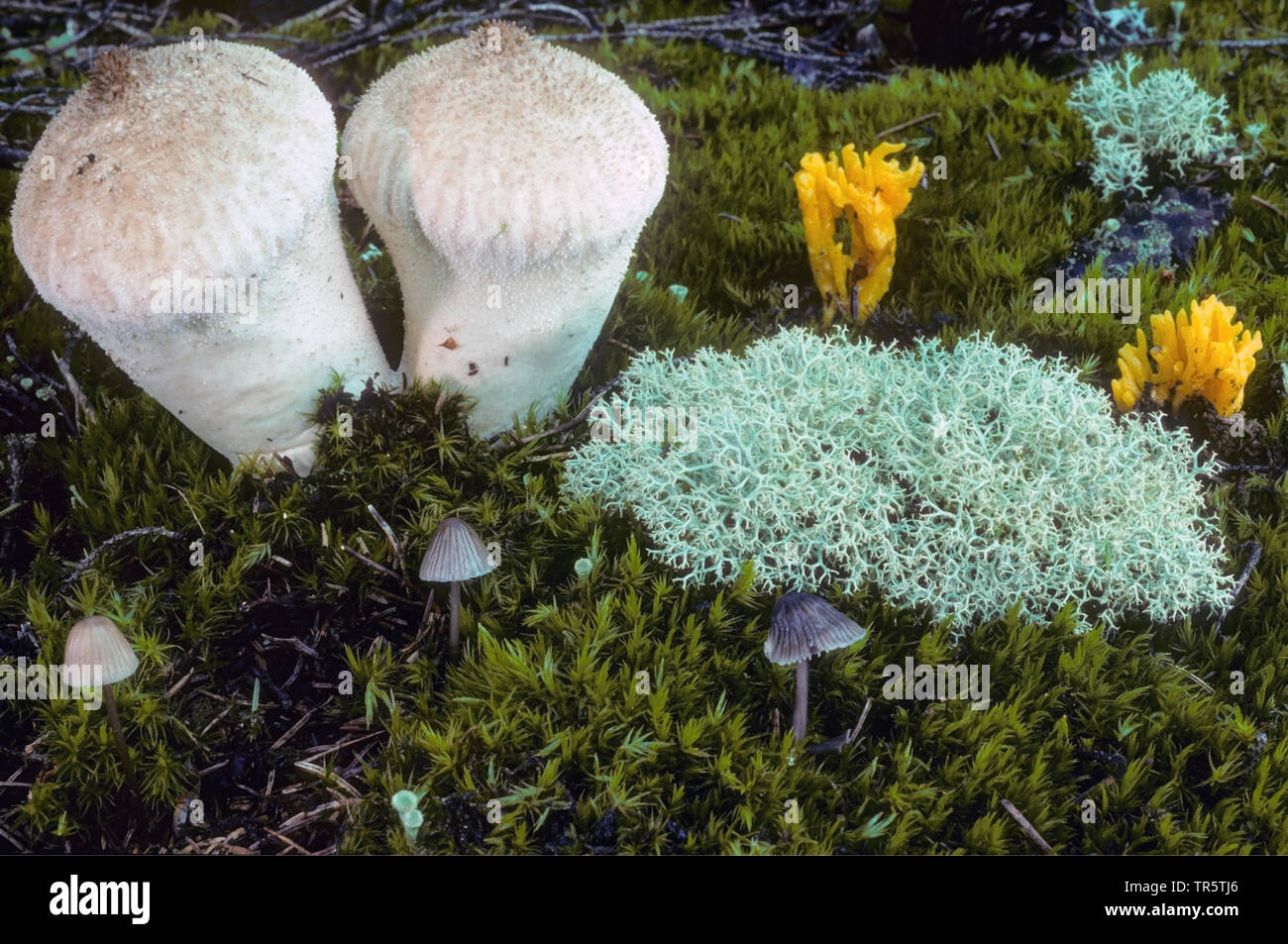 Differenti Funghi e licheni sul suolo della foresta, in Germania, in Renania settentrionale-Vestfalia, Hocheifel Foto Stock