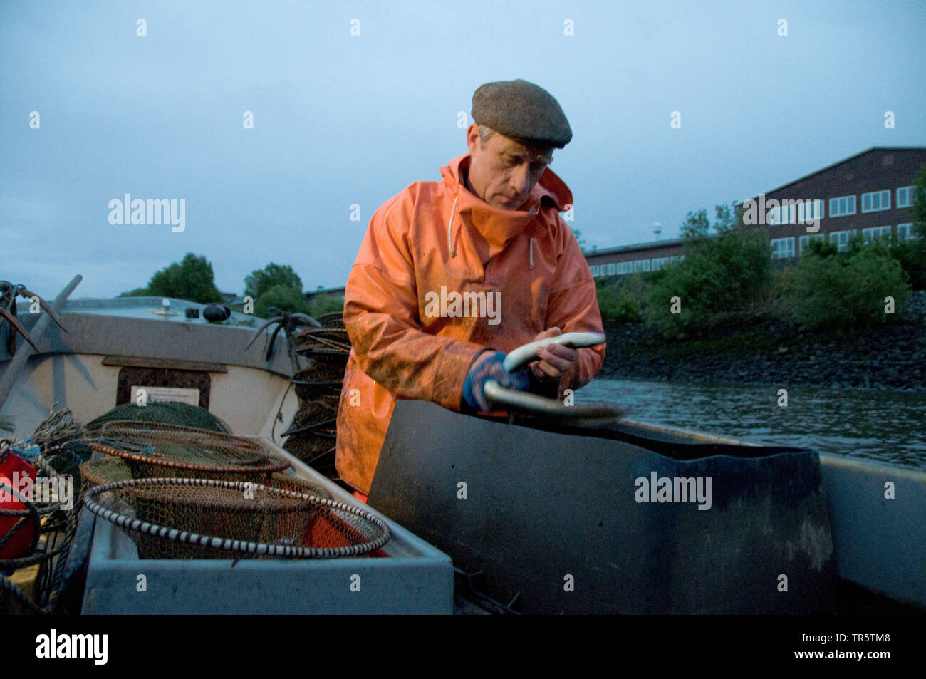 Pescatore lo svuotamento di anguilla trappole sulla barca, Germania, Hamburg-Finkenwerder Foto Stock