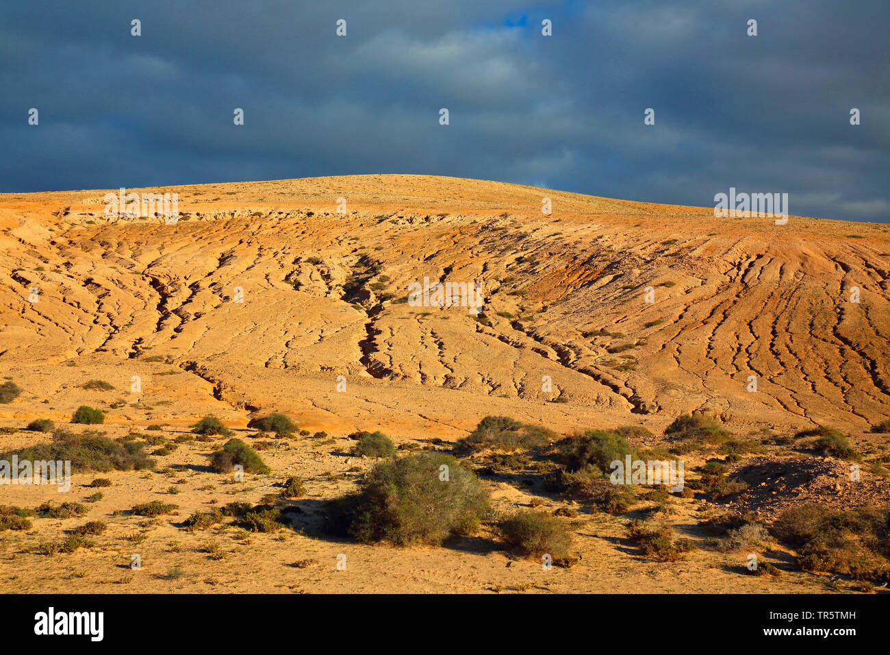 Erosione di burrone nel semi deserto vicino La Olivia, Isole Canarie Fuerteventura Foto Stock