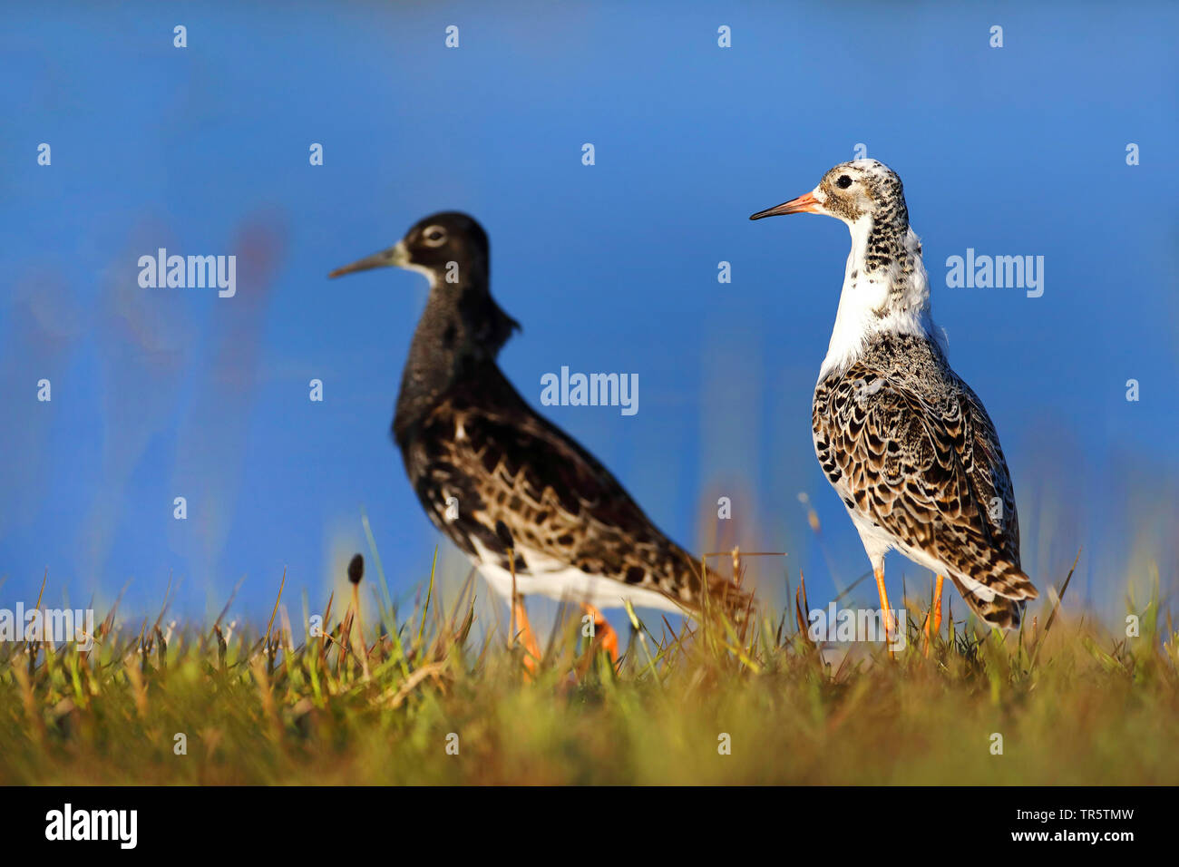 Ruff (Philomachus pugnax), la luce e il buio permanente maschio sull'erba al waterside, Paesi Bassi, Frisia Foto Stock