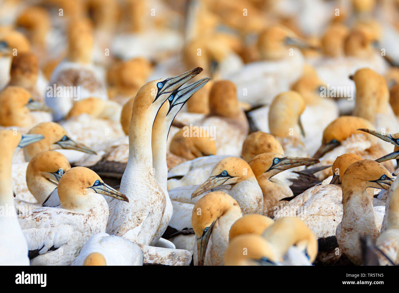 Cape gannet (Morus capensis), Cerimonia di benvenuto di una coppia all'interno di una colonia, Sud Africa, Western Cape, Lamberts Bay Foto Stock