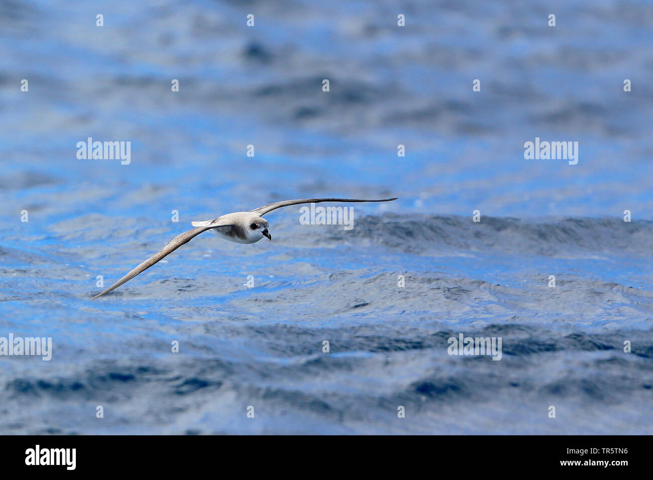 Capo verde (petrel Pterodroma feae) volando sopra l'Oceano Atlantico, il Portogallo, la Madera Foto Stock