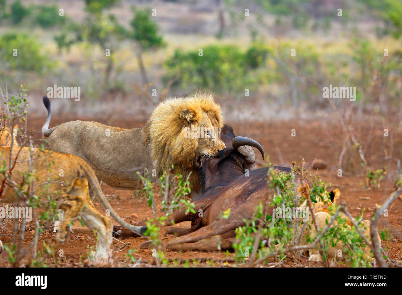 Lion (Panthera leo), maschio morde attraverso la gola di un bufalo, Sud Africa - Mpumalanga Kruger National Park Foto Stock