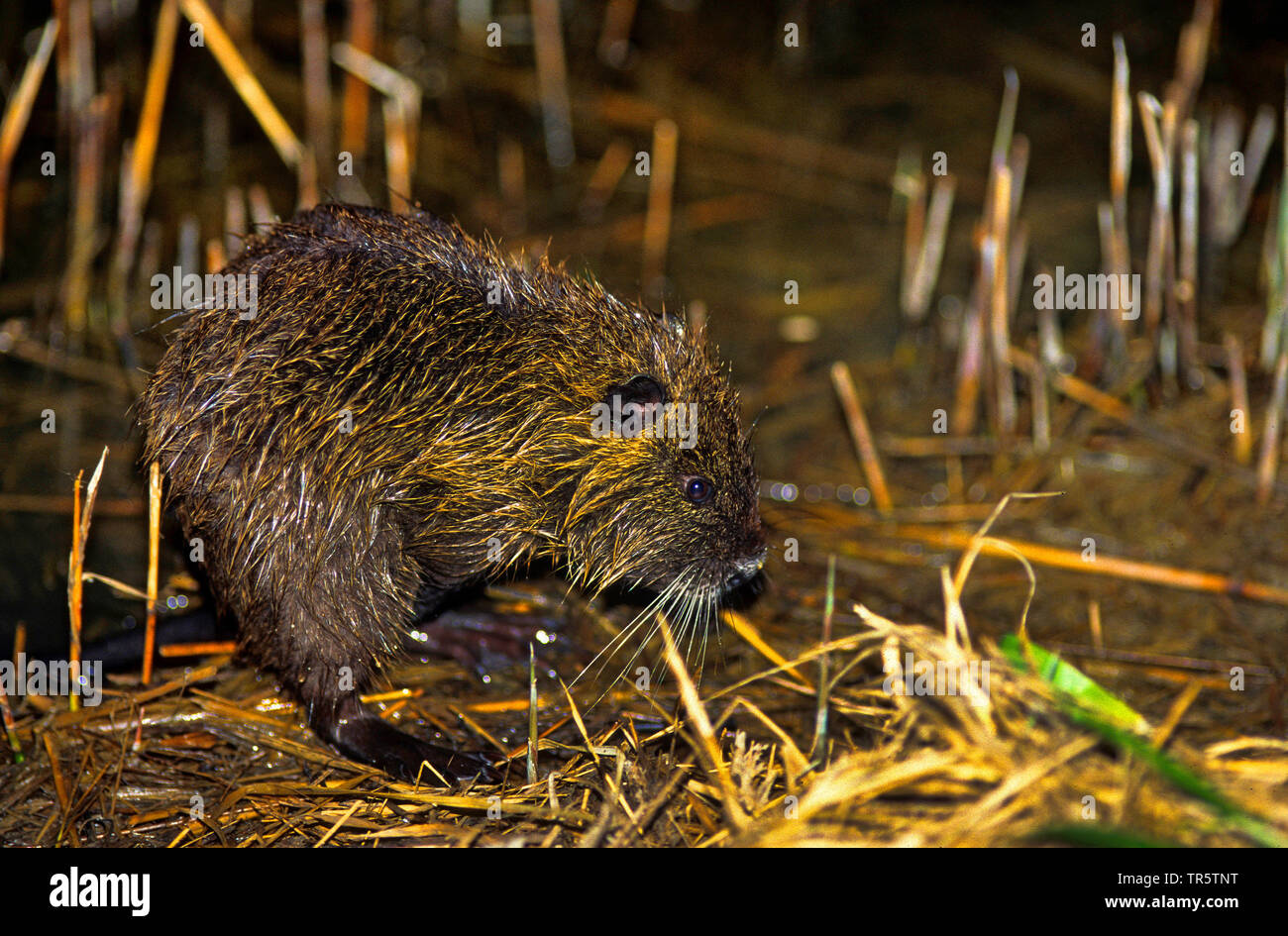 Coypu, nutria (Myocastor coypus), giovane animale, vista laterale, Francia, Camargue Foto Stock