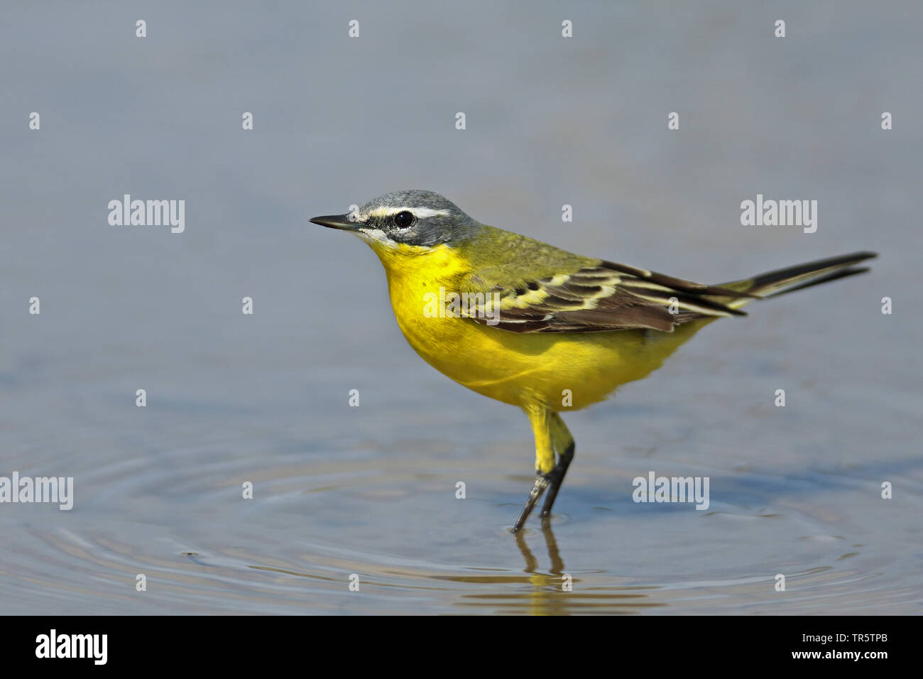 Blue-headed Wagtail, Wagtail giallo (Motacilla flava flava), maschio in piedi in acqua bassa, vista laterale, Grecia, Lesbo Foto Stock