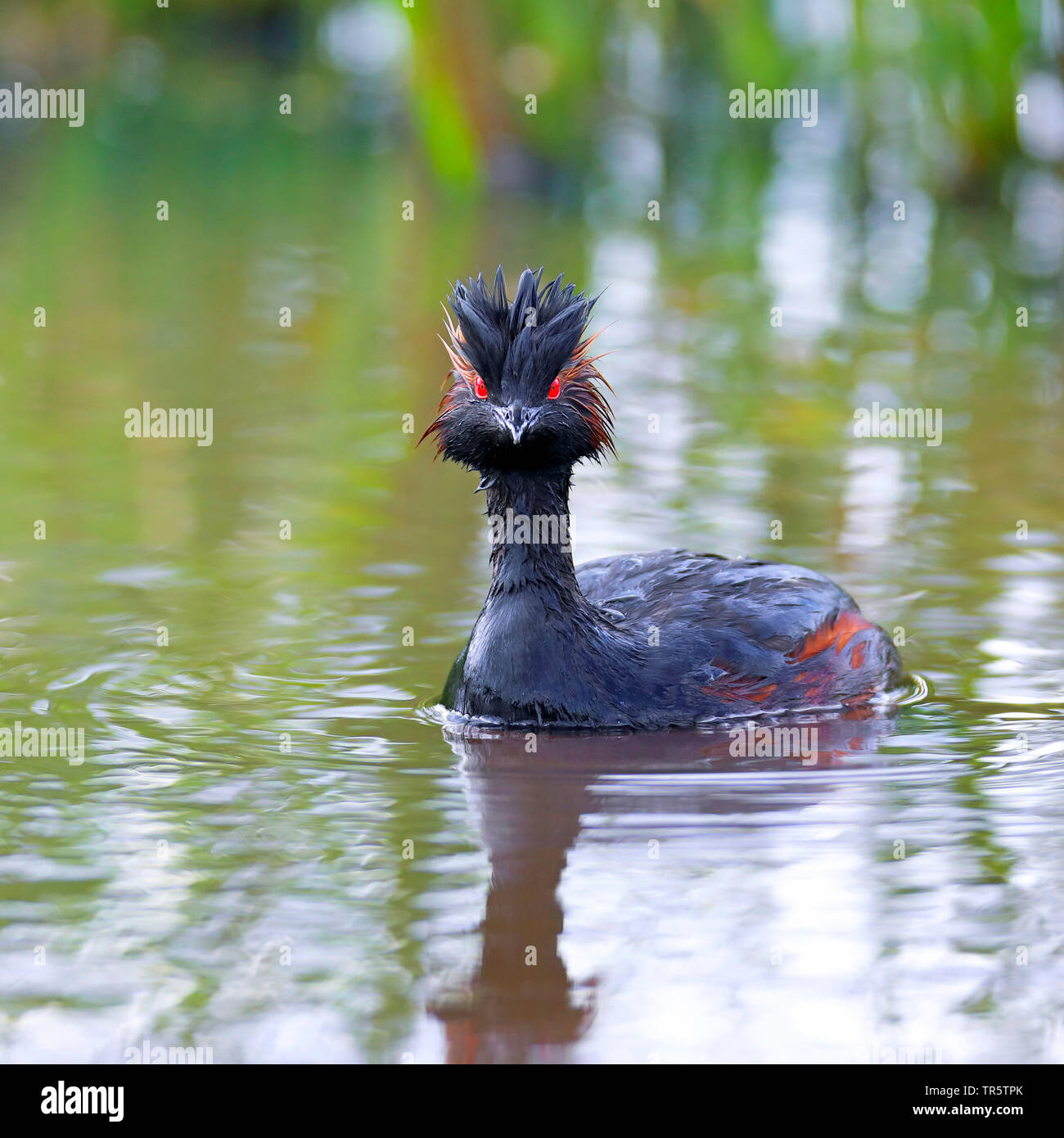 Nero-svasso collo (Podiceps nigricollis), nuoto, Paesi Bassi, Groningen Foto Stock