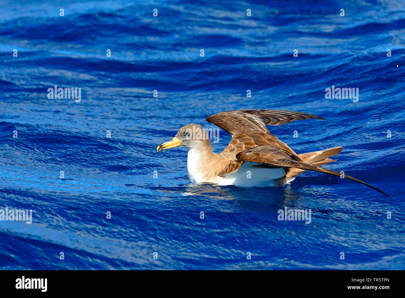 La berta maggiore (Calonectris diomedea), a partire dall'acqua, vista laterale, di Madera Foto Stock