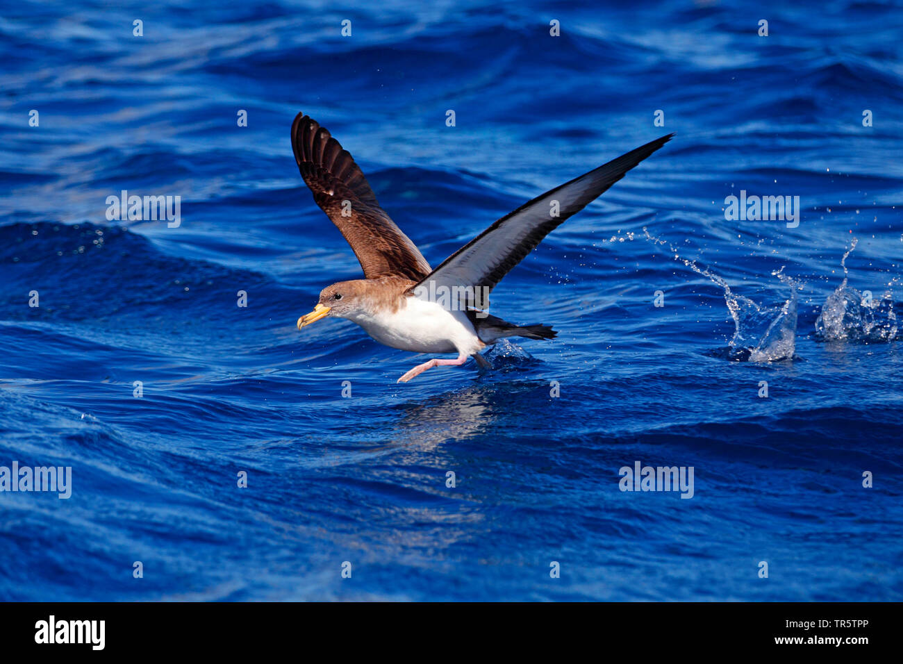 La berta maggiore (Calonectris diomedea), a partire dall'acqua, vista laterale, di Madera Foto Stock