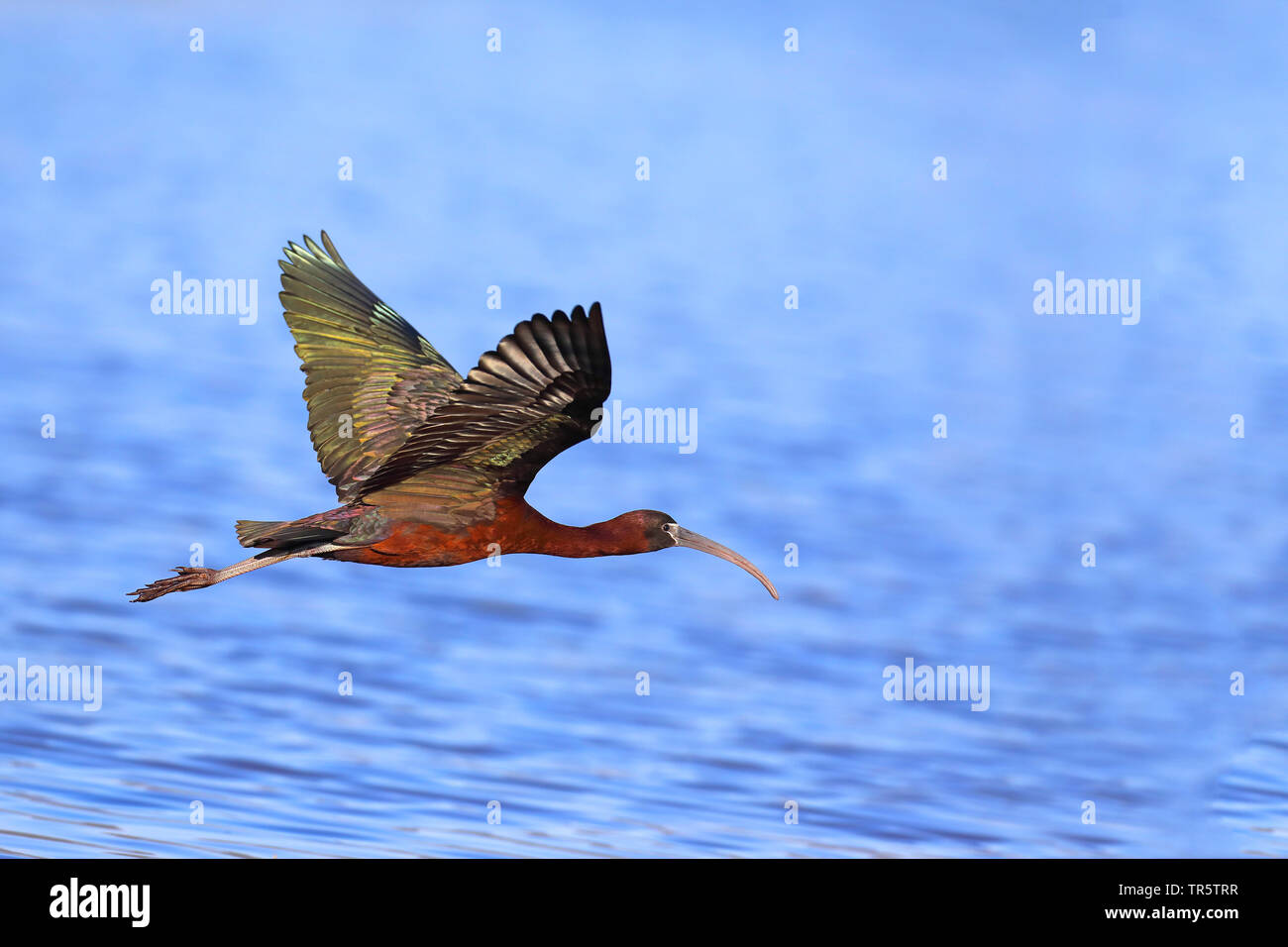 Ibis lucido (Plegadis falcinellus), volare sull'acqua, vista laterale, Grecia, Lesbo Foto Stock