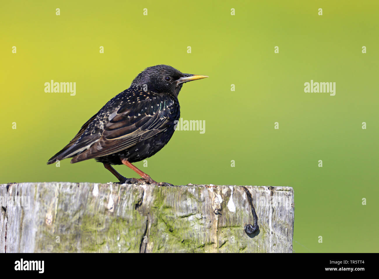 Starling comune (Sturnus vulgaris), seduto su un post di scherma, vista laterale, Paesi Bassi, Frisia Foto Stock