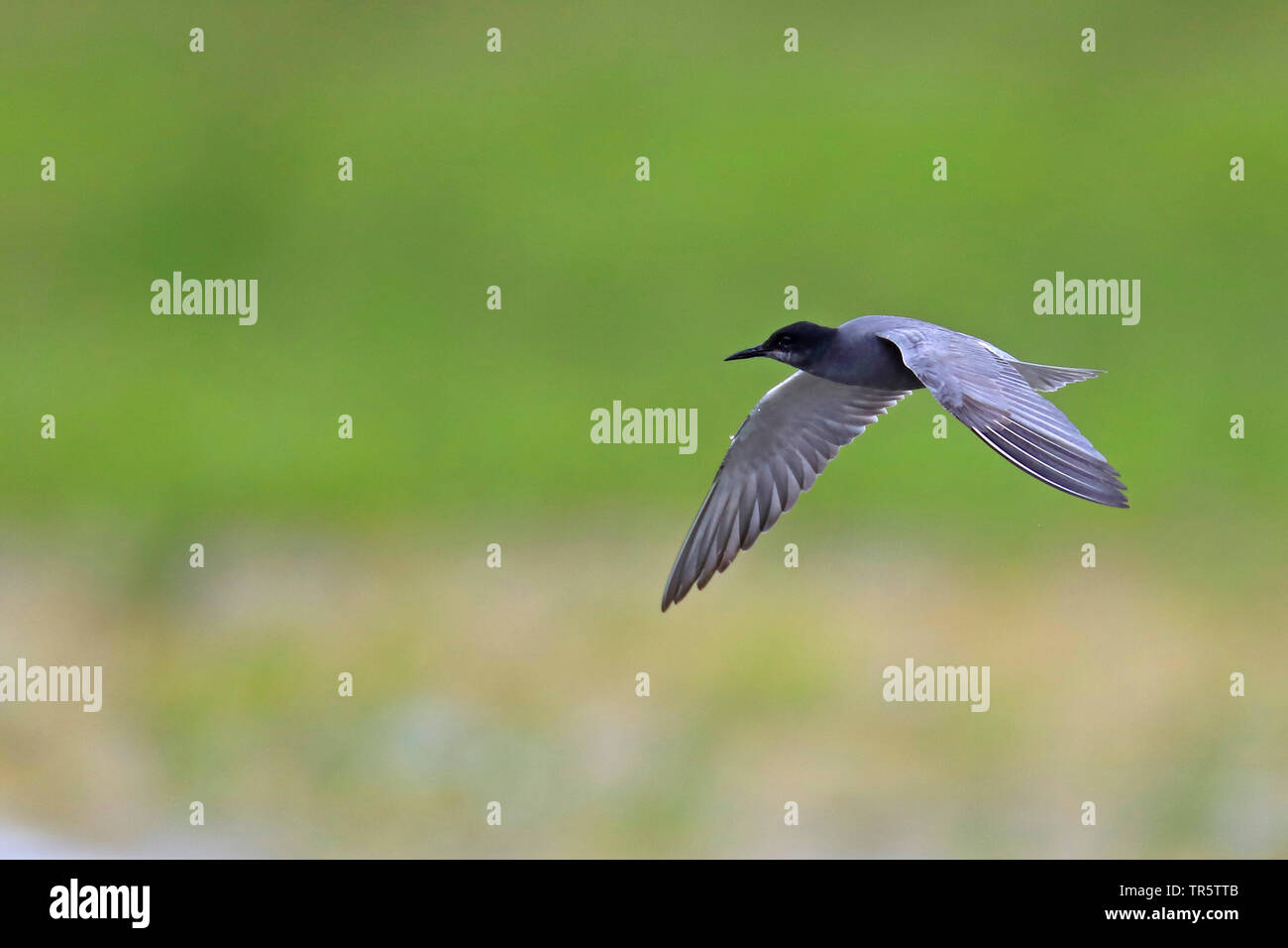 Black Tern (Chlidonias niger), volare, Paesi Bassi, Groningen Foto Stock