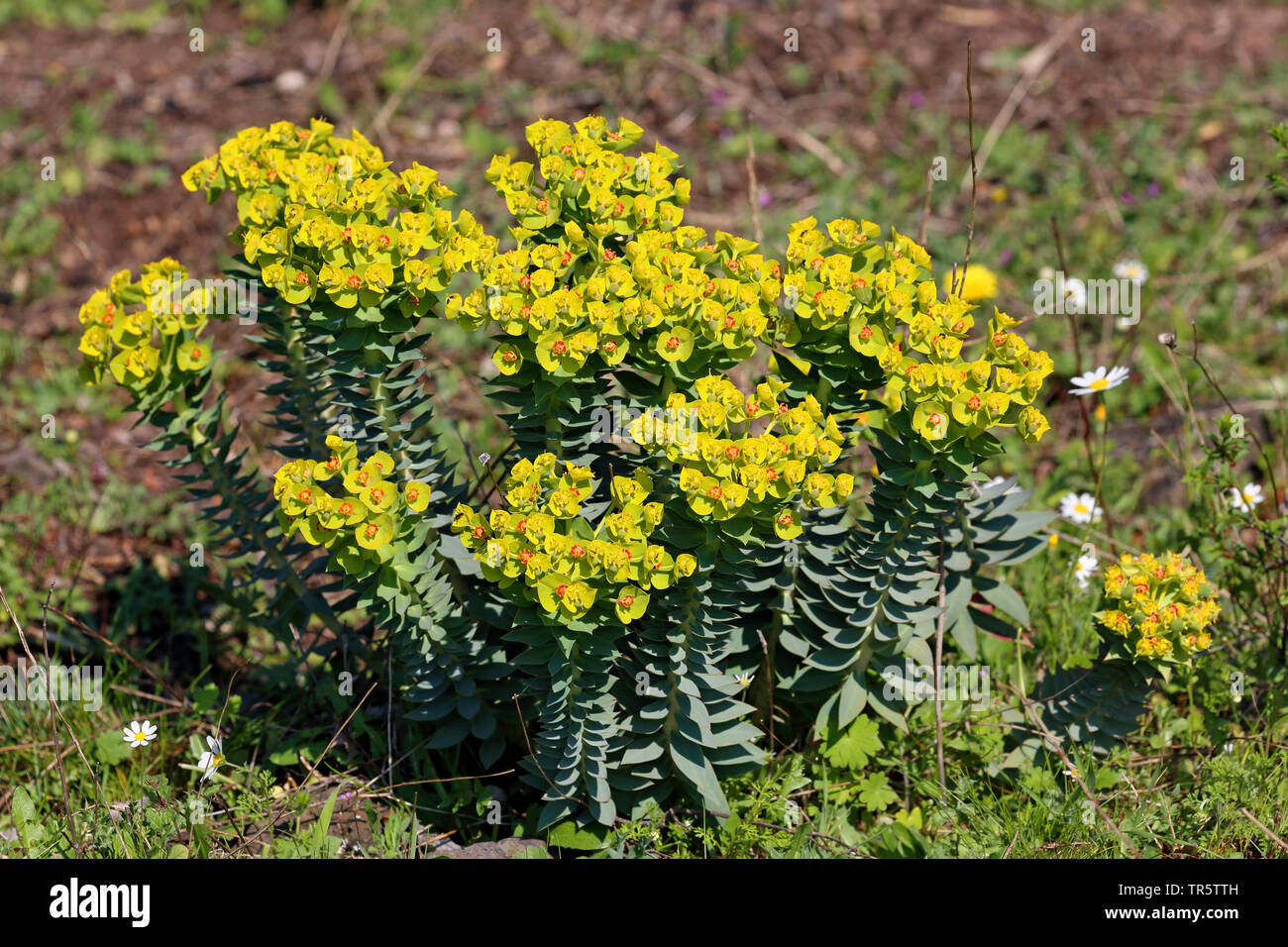 Argento, Euforbia montante Mirto (Euforbia Euphorbia rigida), fioritura, Grecia, Lesbo Foto Stock