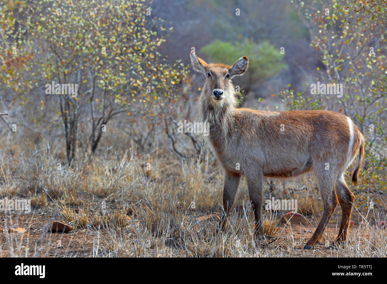 Comune (waterbuck Kobus ellipsiprymnus ellipsiprymnus), femmina in piedi la arbusti, Sud Africa - Mpumalanga Kruger National Park Foto Stock