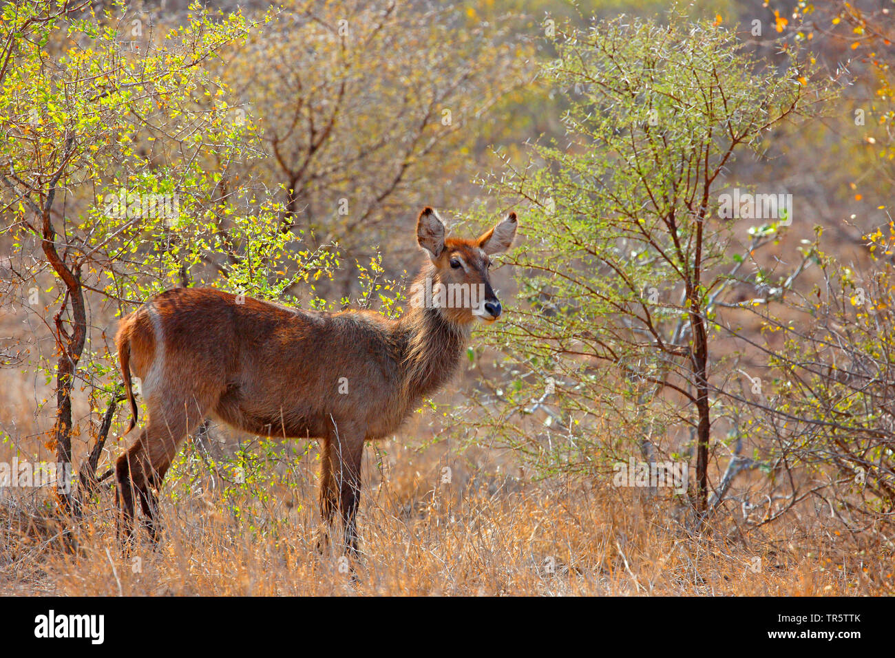 Comune (waterbuck Kobus ellipsiprymnus ellipsiprymnus), femmina in piedi la arbusti, Sud Africa - Mpumalanga Kruger National Park Foto Stock