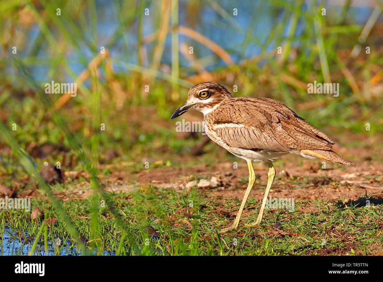 Acqua (dikkop Burhinus vermiculatus), Standing at the Waterside, vista laterale, Sud Africa - Mpumalanga Kruger National Park Foto Stock