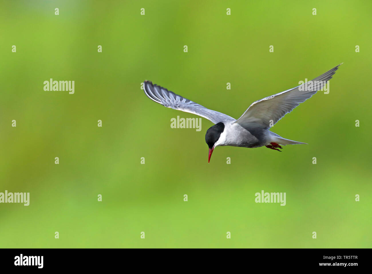 Mignattino piombato (Chlidonias hybrida), volare, vista laterale, Paesi Bassi, Groningen Foto Stock