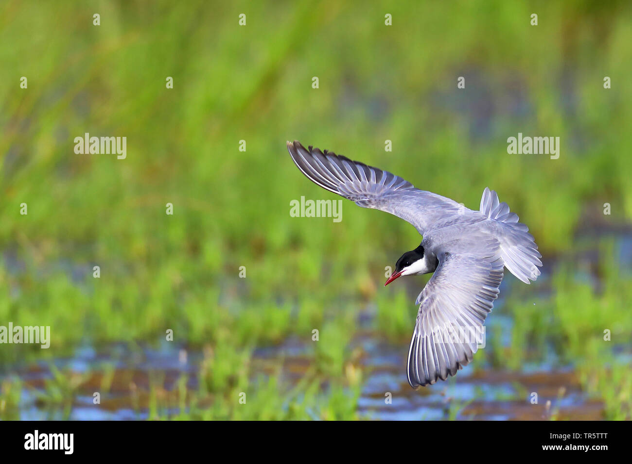 Mignattino piombato (Chlidonias hybrida), volare, Paesi Bassi, Groningen Foto Stock