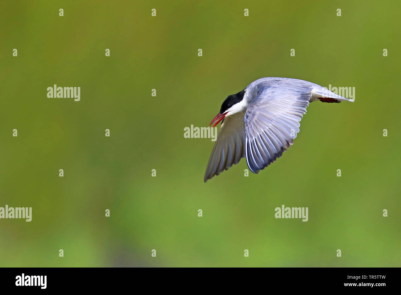 Mignattino piombato (Chlidonias hybrida), volare, Paesi Bassi, Groningen Foto Stock
