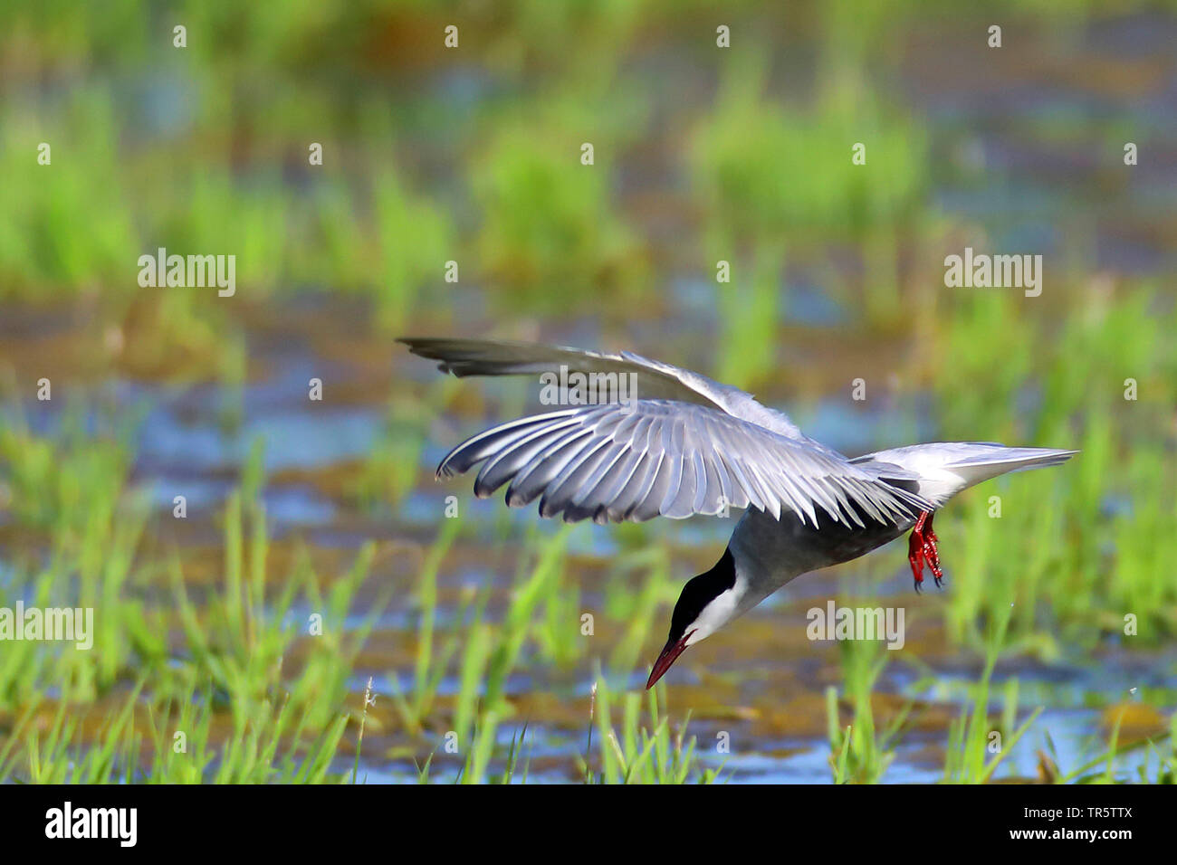 Mignattino piombato (Chlidonias hybrida), volare, alla ricerca di cibo, Paesi Bassi, Groningen Foto Stock