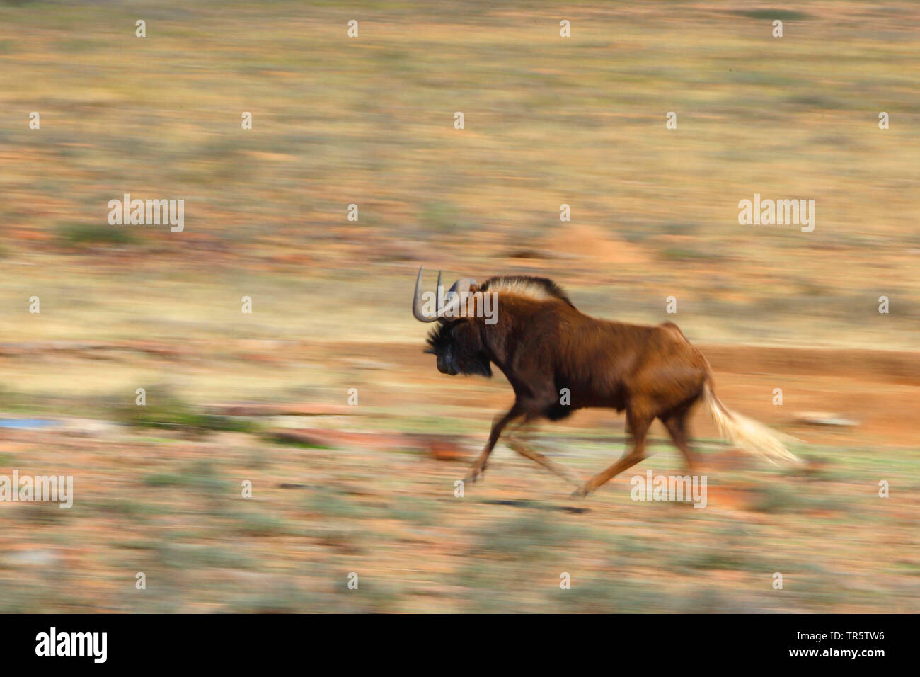Nero GNU, bianco-tailed gnu (Connochaetes gnou), che corre attraverso la savana, offuscata, Sud Africa, Eastern Cape, Mountain Zebra National Park Foto Stock