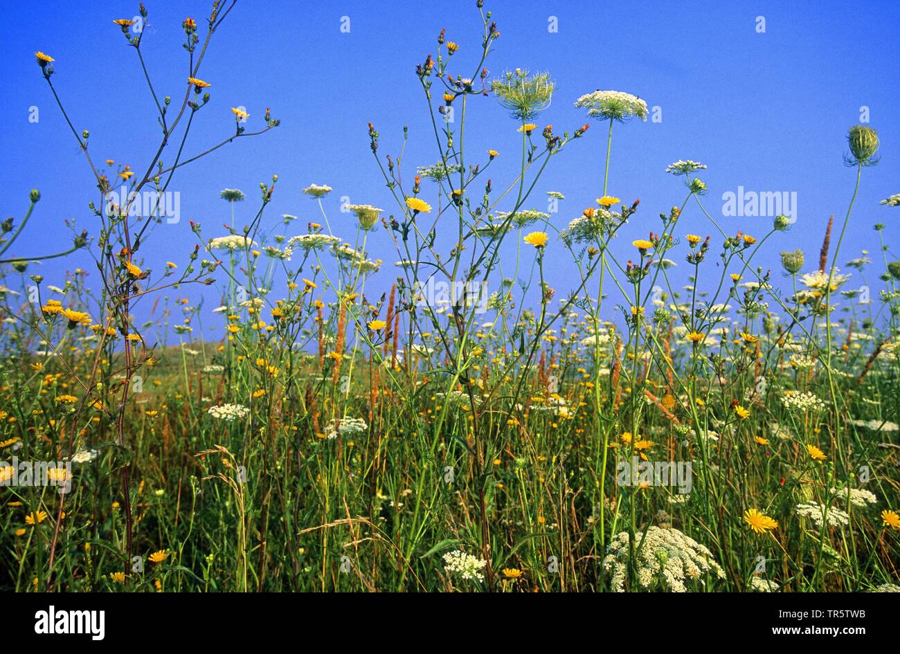 Fiori colorati in prato, Ungheria, Hortobagy Parco Nazionale Foto Stock
